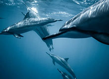 华体会体育-天空之城 ！新鹏城5-2三镇的比赛3个进球都是头球打进